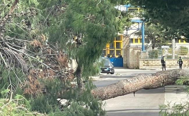 Bisceglie, il vento fa cadere un albero dal grosso tronco: muore una ragazza di 16 anni