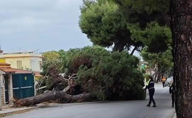 Ecco chi era Alicia la bimba morta schiacciata dall&rsquo;albero a Bisceglie: una vita spezzata a 12 anni
