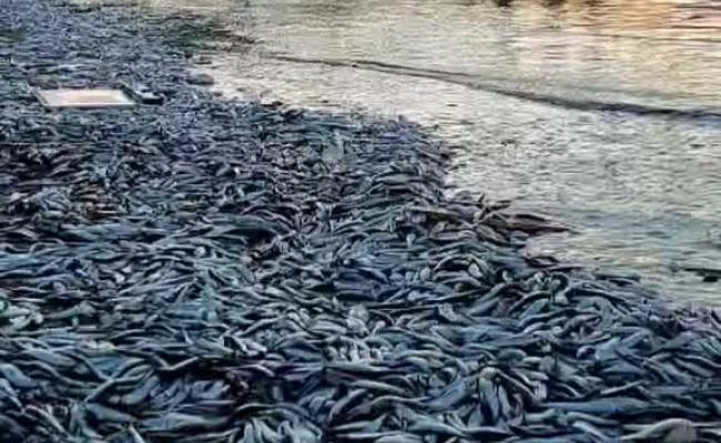 La spiaggia di Santo Spirito invasa dalle sardine: il video &egrave; virale