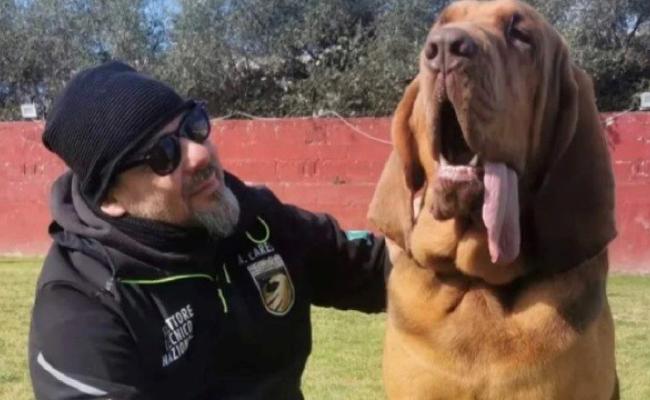 &laquo;Bruno non &egrave; stato ucciso&raquo;: il cane eroe di Taranto &egrave; morto per un colpo di calore, istruttore indagato per simulazione di reato