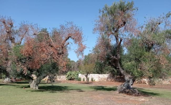 Xylella, l'Ue conferma: &laquo;Non ci sono cure per l'epidemia&raquo;. Si pu&ograve; ridurre l'area di taglio intorno agli ulivi infetti