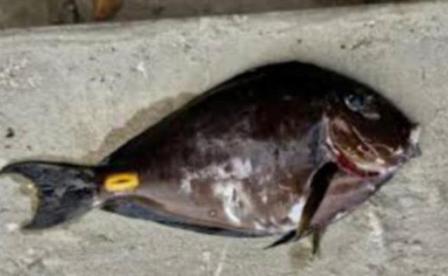 Il pesce con le &laquo;lamette&raquo; della Liberia arriva nel mare Adriatico: pu&ograve; causare ferite profonde agli umani