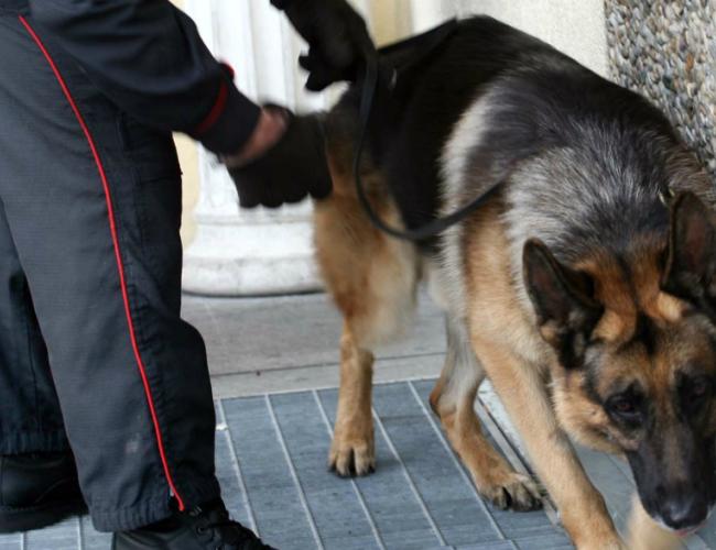 Quando la prostata di Fido non funziona