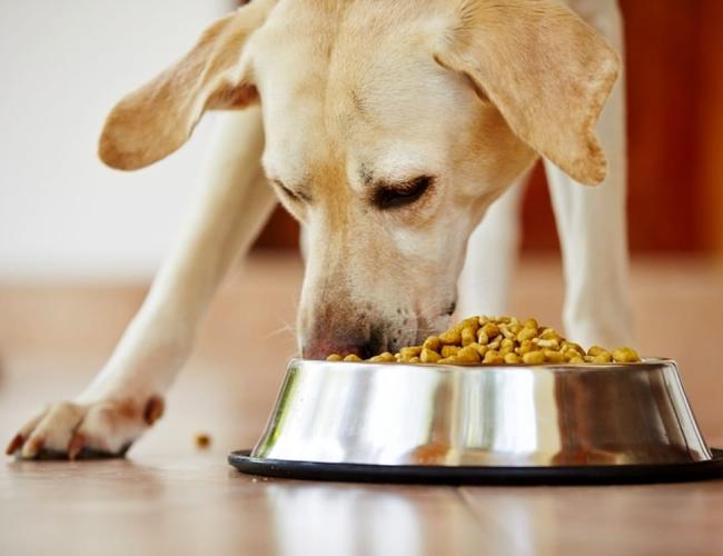 I controlli veterinari contro la pancreatite: ecco quali sono