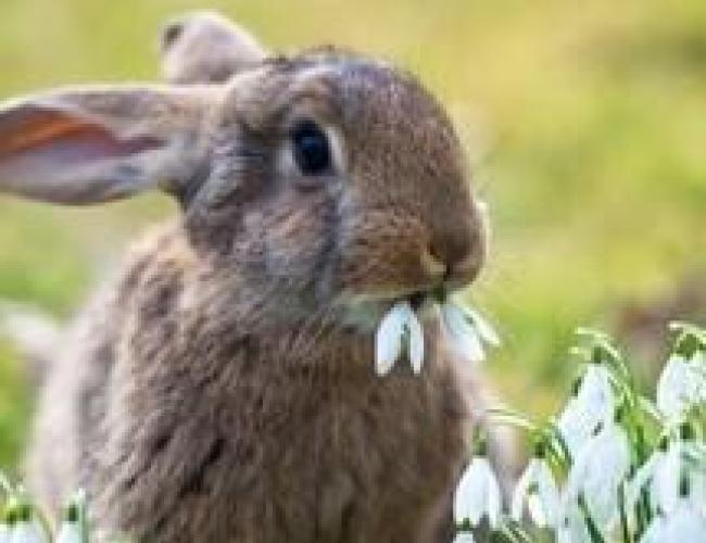 Come convivere con un coniglietto