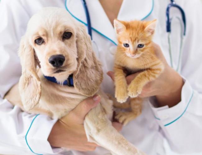 Le infiammazioni silenti di cani e gatti