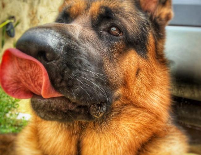 Harvey e Steven innamorati della Puglia e del loro cucciolone Bowie