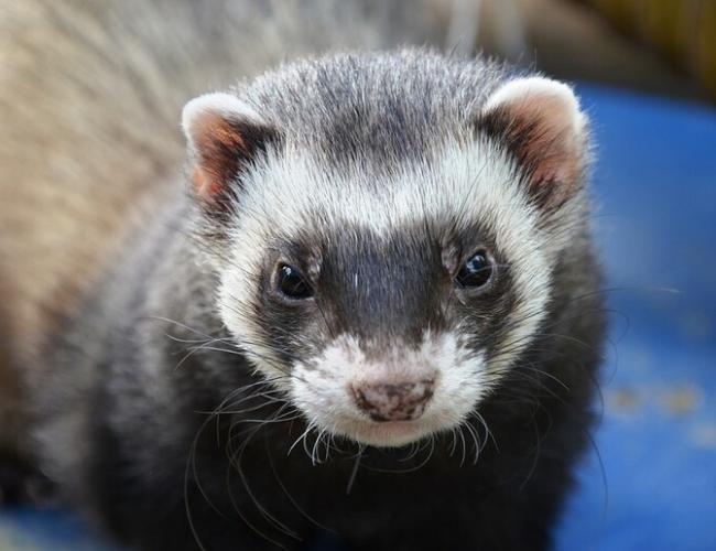 Un furetto per amico: «Pet» insolito e curioso