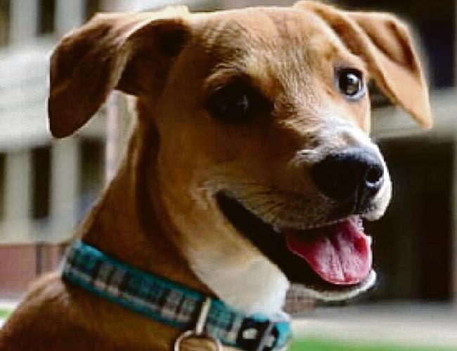 Le cardiomiopatie nel cane e nel gatto: diagnosi e cure