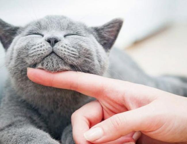 Affrontare l&rsquo;epilessia nel cane e nel gatto