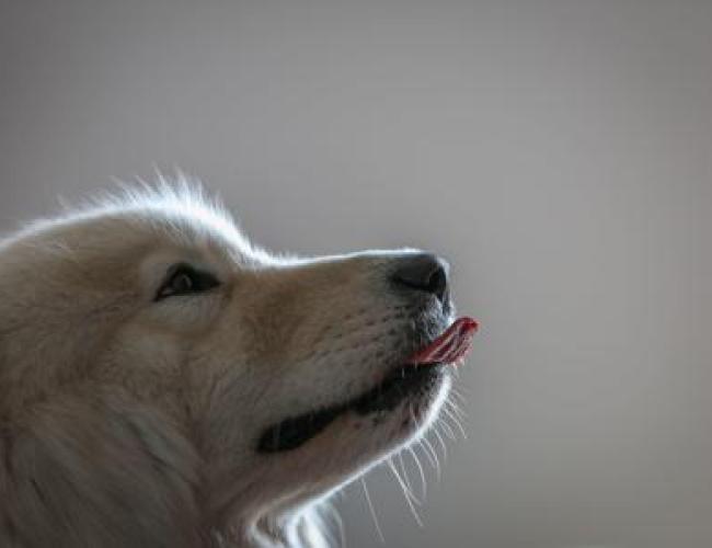 Imparare nuove parole origliando i padroni, ecco i cani con 'il dono': lo studio