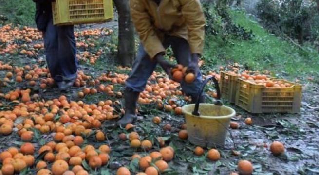Coldiretti, domani al via vaccini a braccianti stranieri: si parte nell’hub di Foggia
