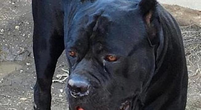 Tricase, bimbo di 8 mesi muore azzannato da un cane corso