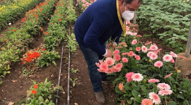 Puglia, pubblicato bando da 2 milioni di euro per floricoltori colpiti da misure Covid Puglia, pubblicato bando da 2 milioni di euro per floricoltori colpiti da misure Covid