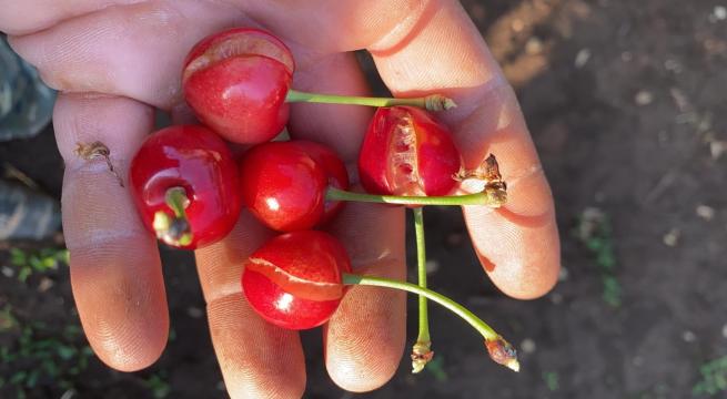 Maltempo, Coldiretti Puglia: «Milioni di danni nei campi per tornado e grandinate»