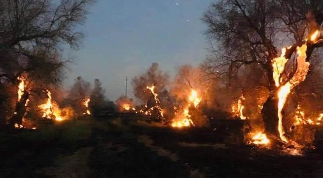 Coldiretti: da met&agrave; giugno 1400 incendi in Salento, a fuoco ulivi malati di Xylella