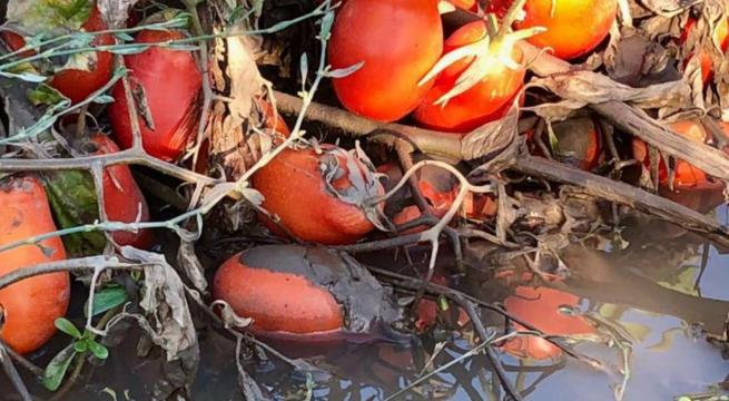 Maltempo a Foggia: danni fino al 70% alla produzione di pomodori, allarme Coldiretti