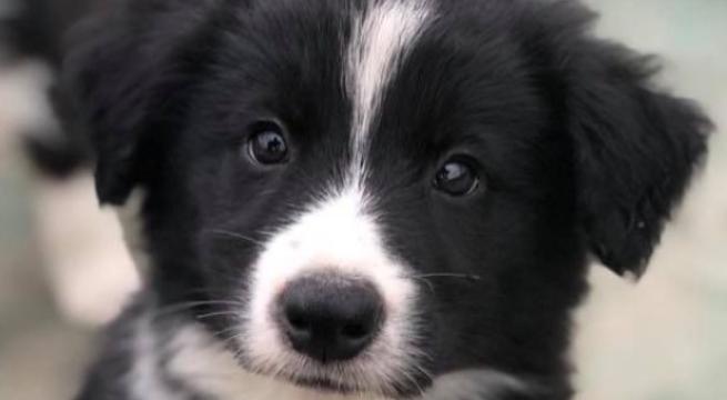 Manfredonia, disabile accusato di aver rubato un cane: coppia lo tortura e lo picchia, arrestata