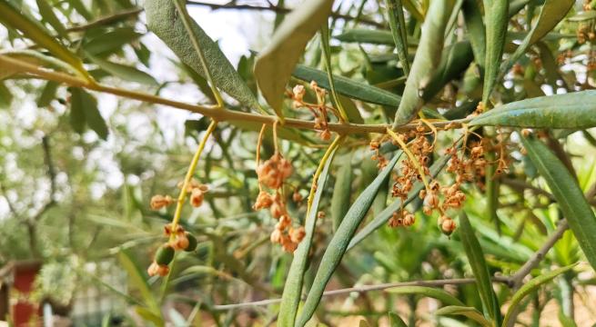 Clima torrido, allarme dal mondo delle campagne Clima torrido, allarme dal mondo delle campagne