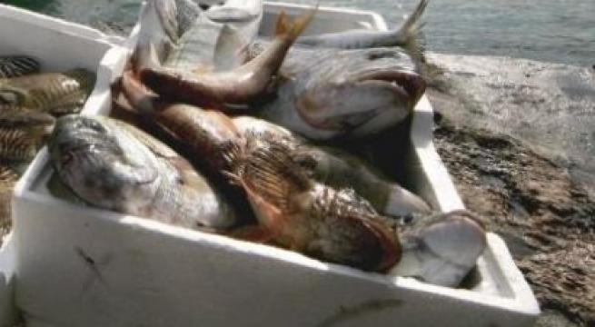 Puglia, l'allarme della Coldiretti: «Aumenta il consumo di pesce del 25% ma i pescatori sono allo stremo»