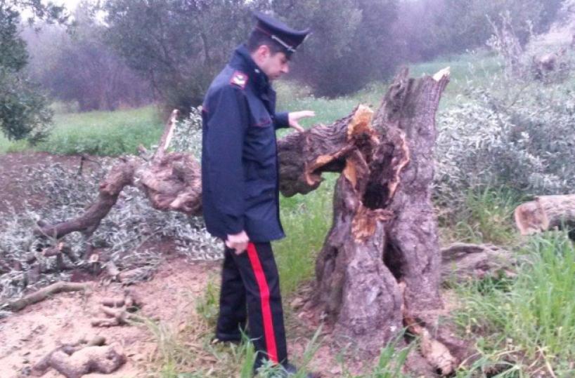Abbattono ulivi secolari per avere legna da venderearrestate sette persone