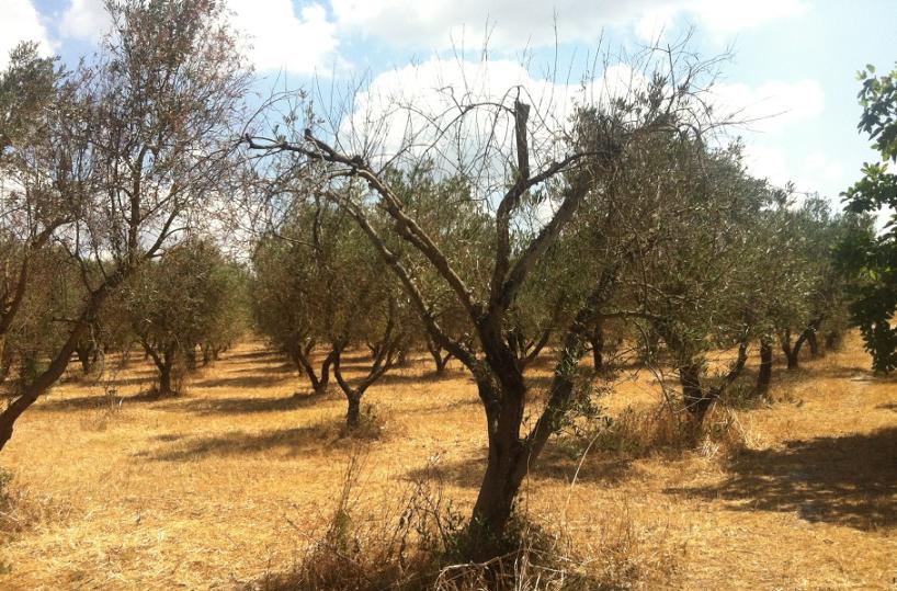 ulivo secco, xylella