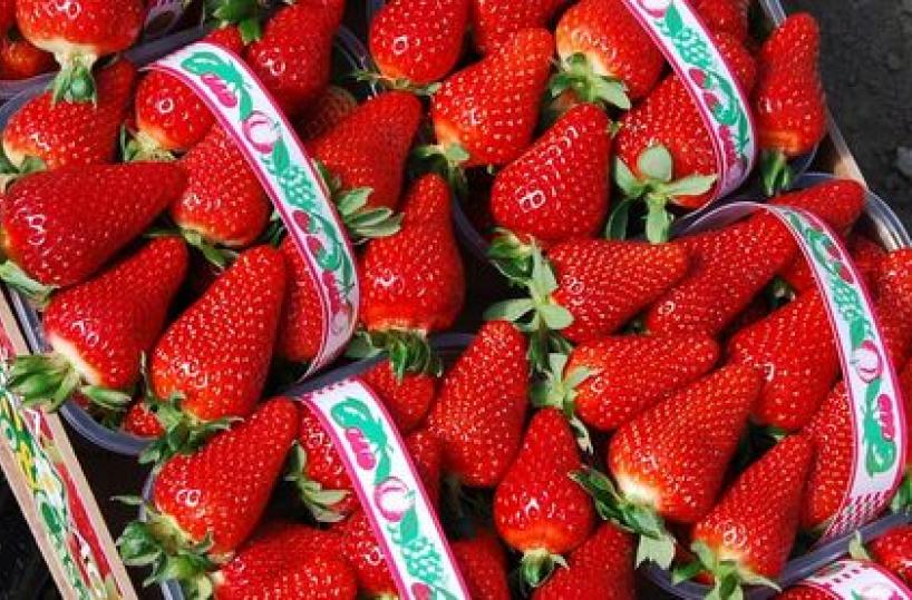 fragola