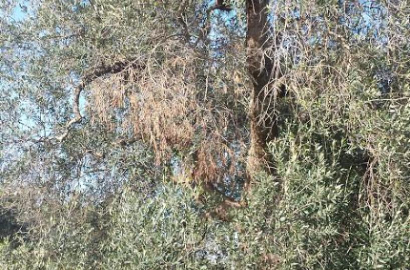 ulivo, xylella