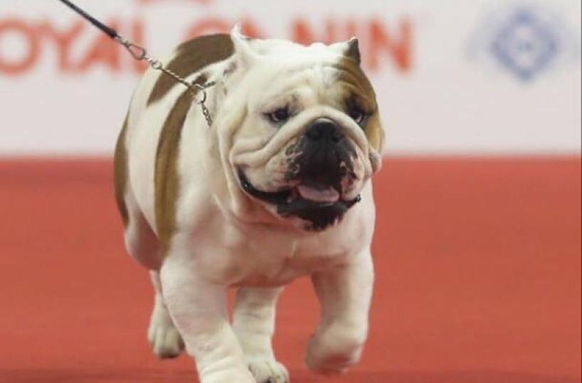 bulldog