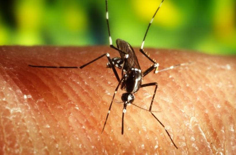 virus zika