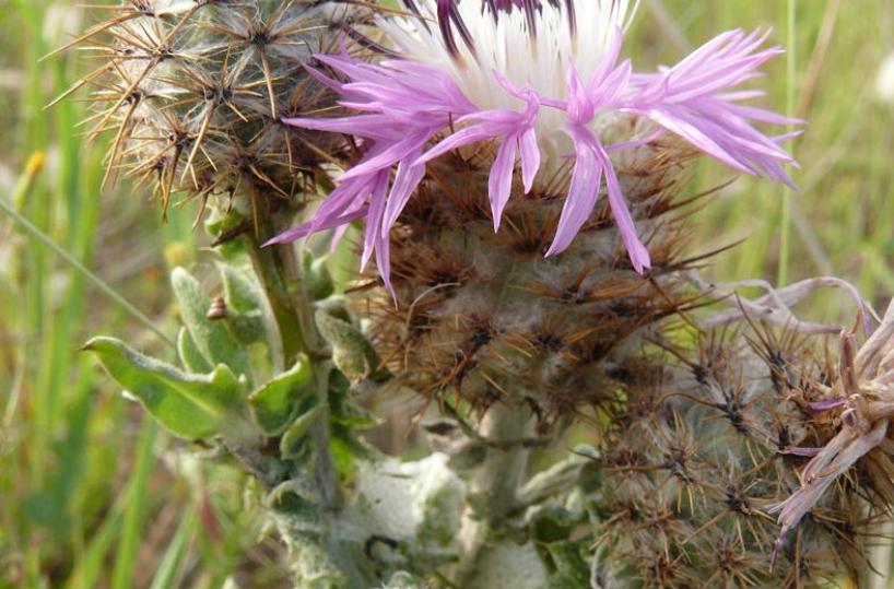 pianta rara scoperta a gallipoli