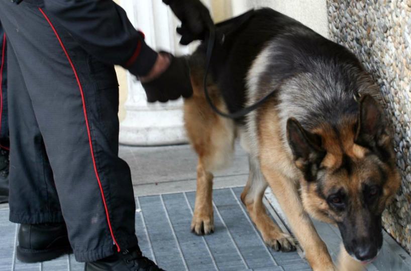 cane antidroga