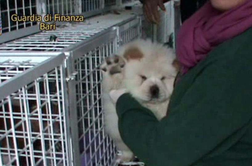 Sequestrati 52 cuccioli di cane  provenienti dall'Est Europa