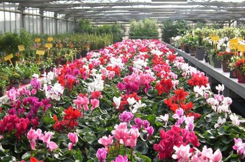 fiori