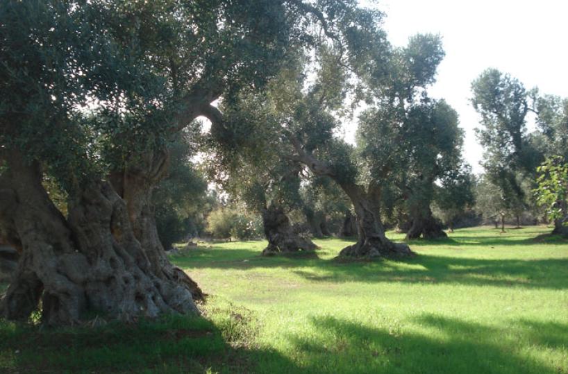 uliveti di puglia