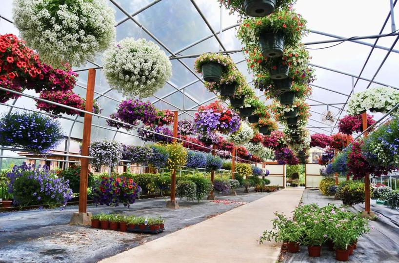 serre, fiori, florovivaismo