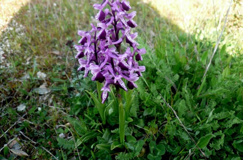 orchidea del gargano