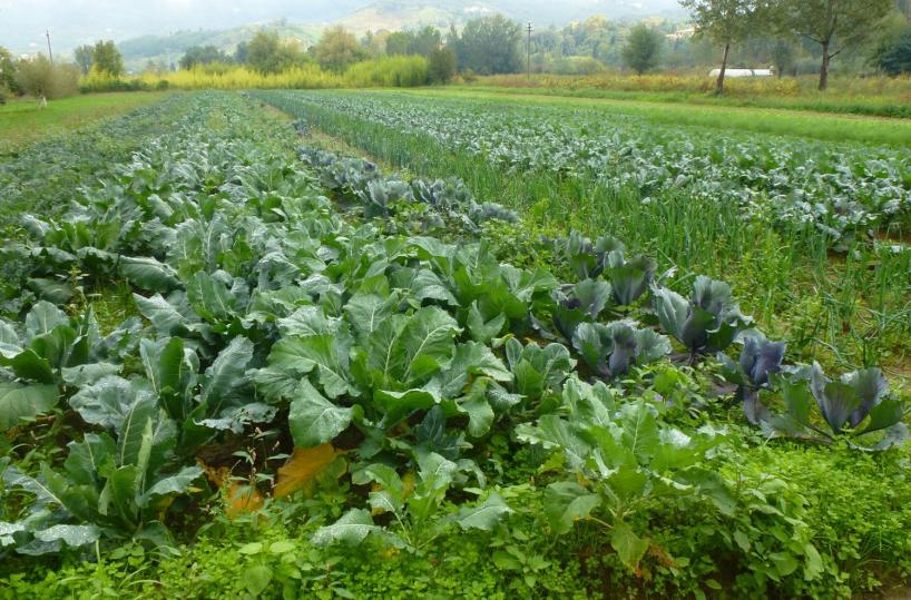 agricoltura