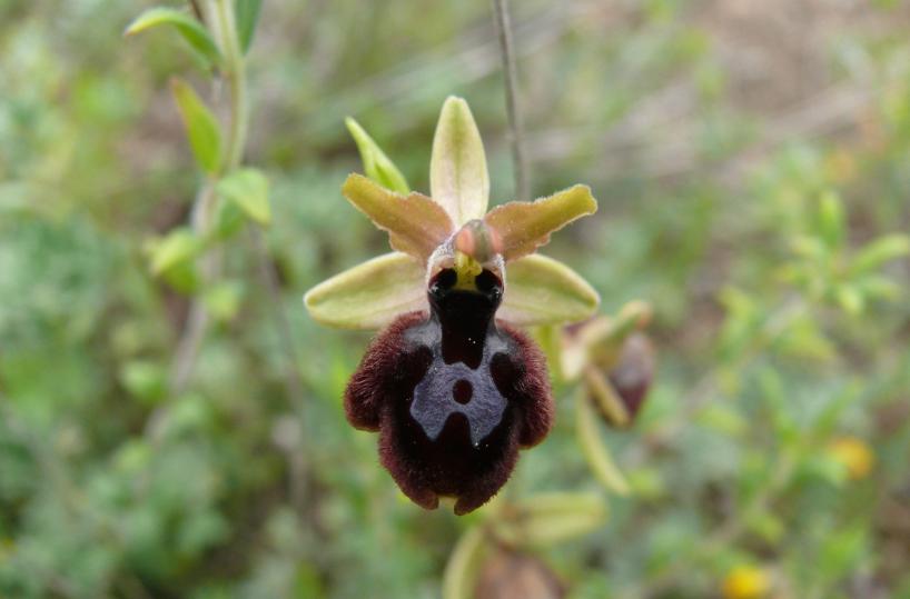 orchidea del gargano
