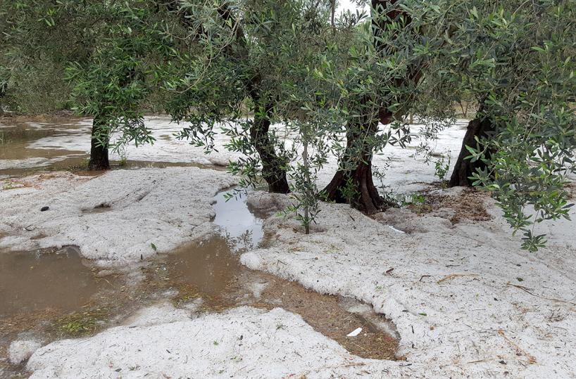 Grandine nel Tarantino: gravi danni alle colture