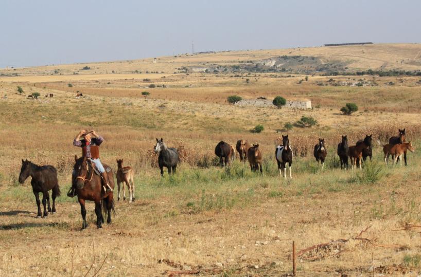 cavalli transumanza gargano
