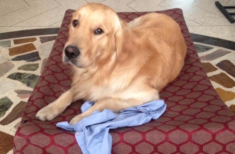 Il cane di Girone &egrave; arrivato La moglie Vania: siamo felici di riavere il &laquo;sergente&raquo; Argo