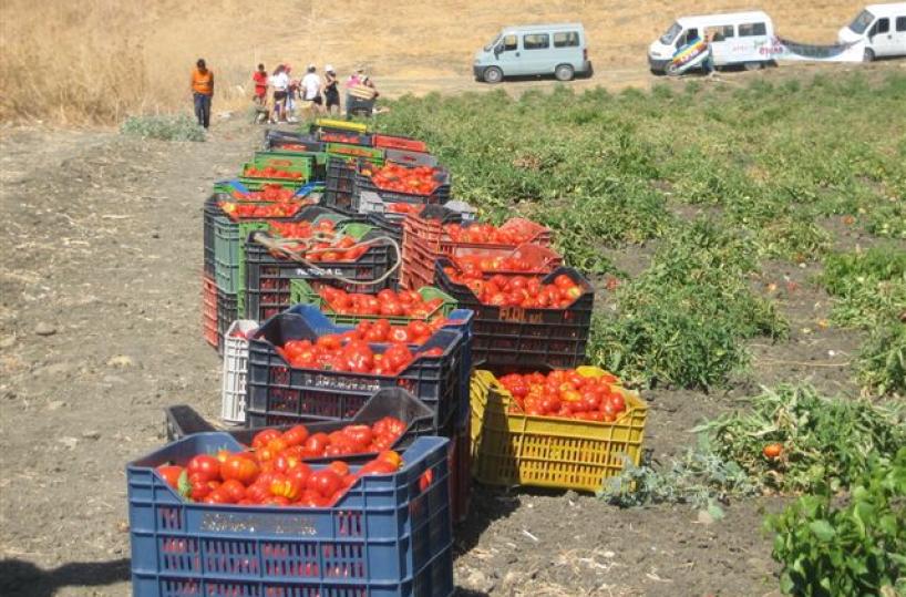 pomodori raccolti