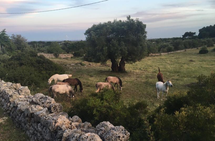 allevamento cavalli