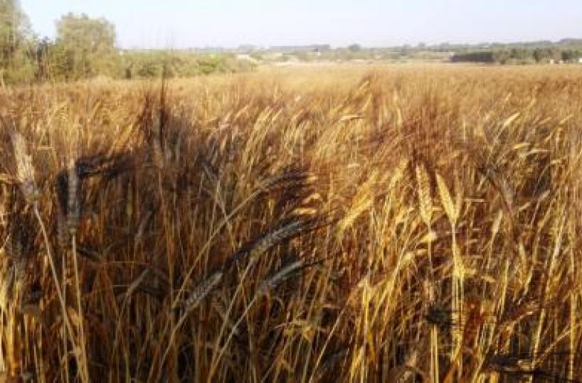 grano
