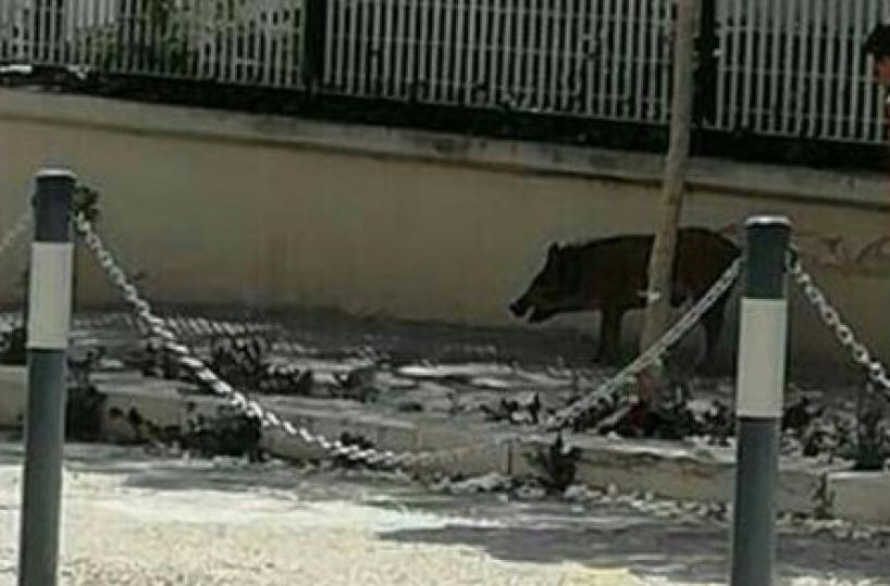 cinghiale a Bitonto