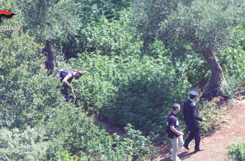 Piantagione di canapa indiana  cinque arresti a Castellana