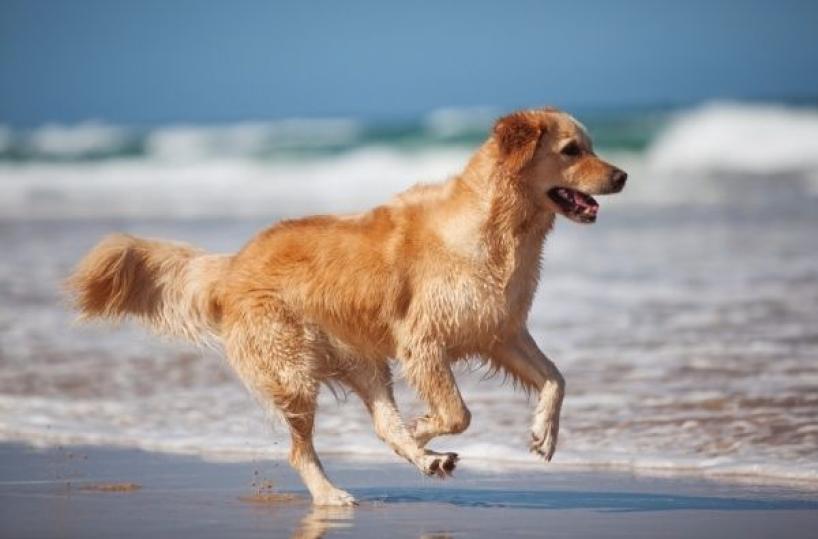 cane in spiaggia