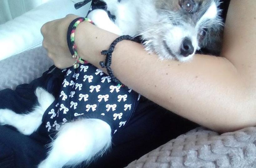 il piccolo cane Artù