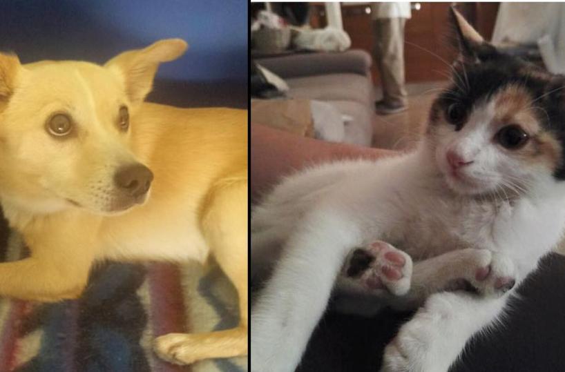 cane e gatto